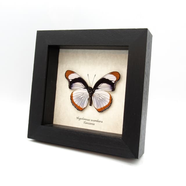 Rare Red Spot Diadem butterfly framed taxidermy - Hypolimnas usambara