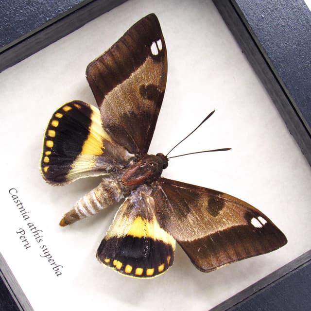 Rare Castnia moth framed taxidermy - Castnia athis superba