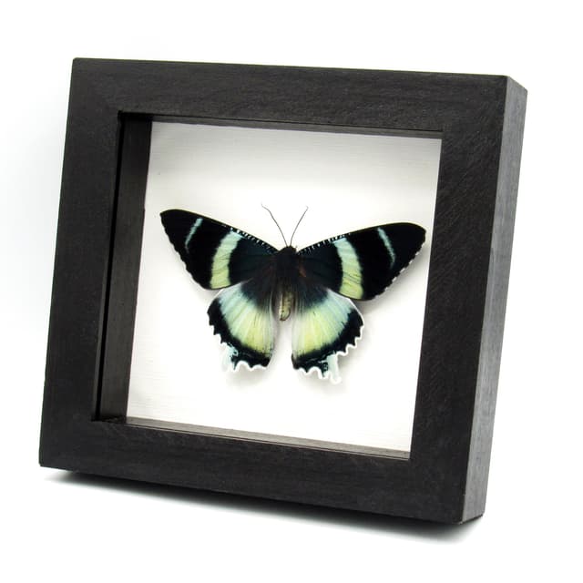 Real blue moth framed taxidermy - Alcides agathyrsus - Victorian mount - special color form