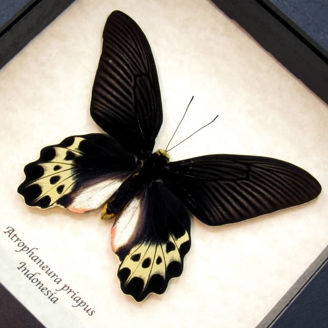 Real White Head Batwing butterfly framed taxidermy - Atrophaneura priapus