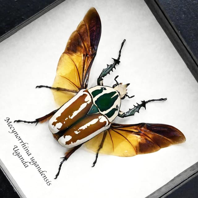 Large real Scarab beetle framed taxidermy - Mecynorrhina ugandensis