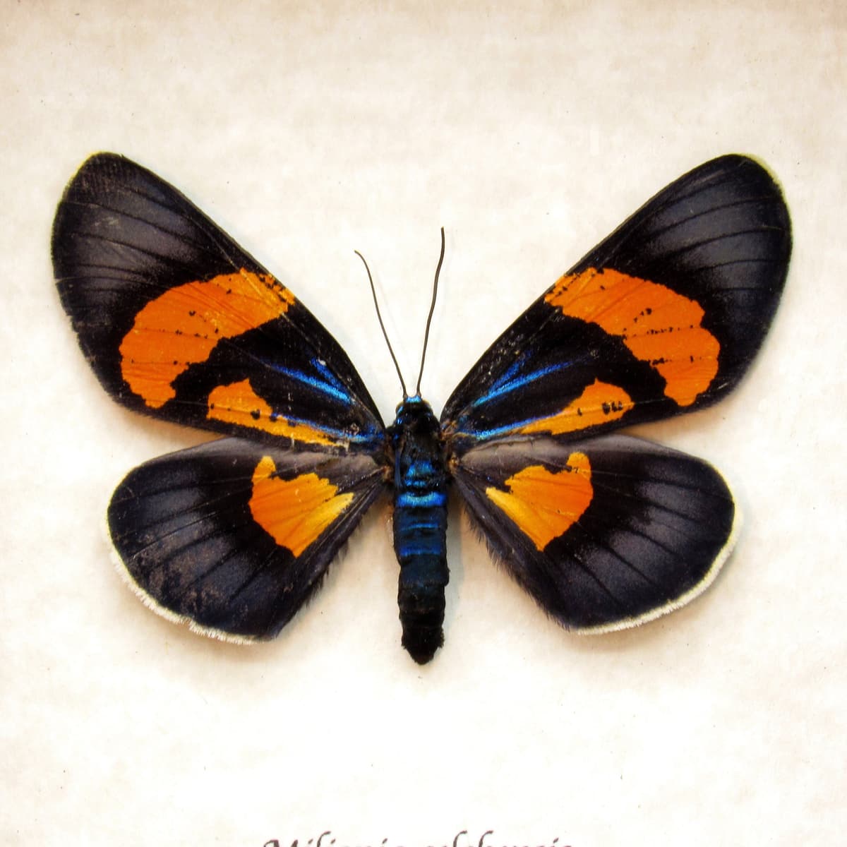 Rare metallic orange moth framed taxidermy - Milionia celebensis - female