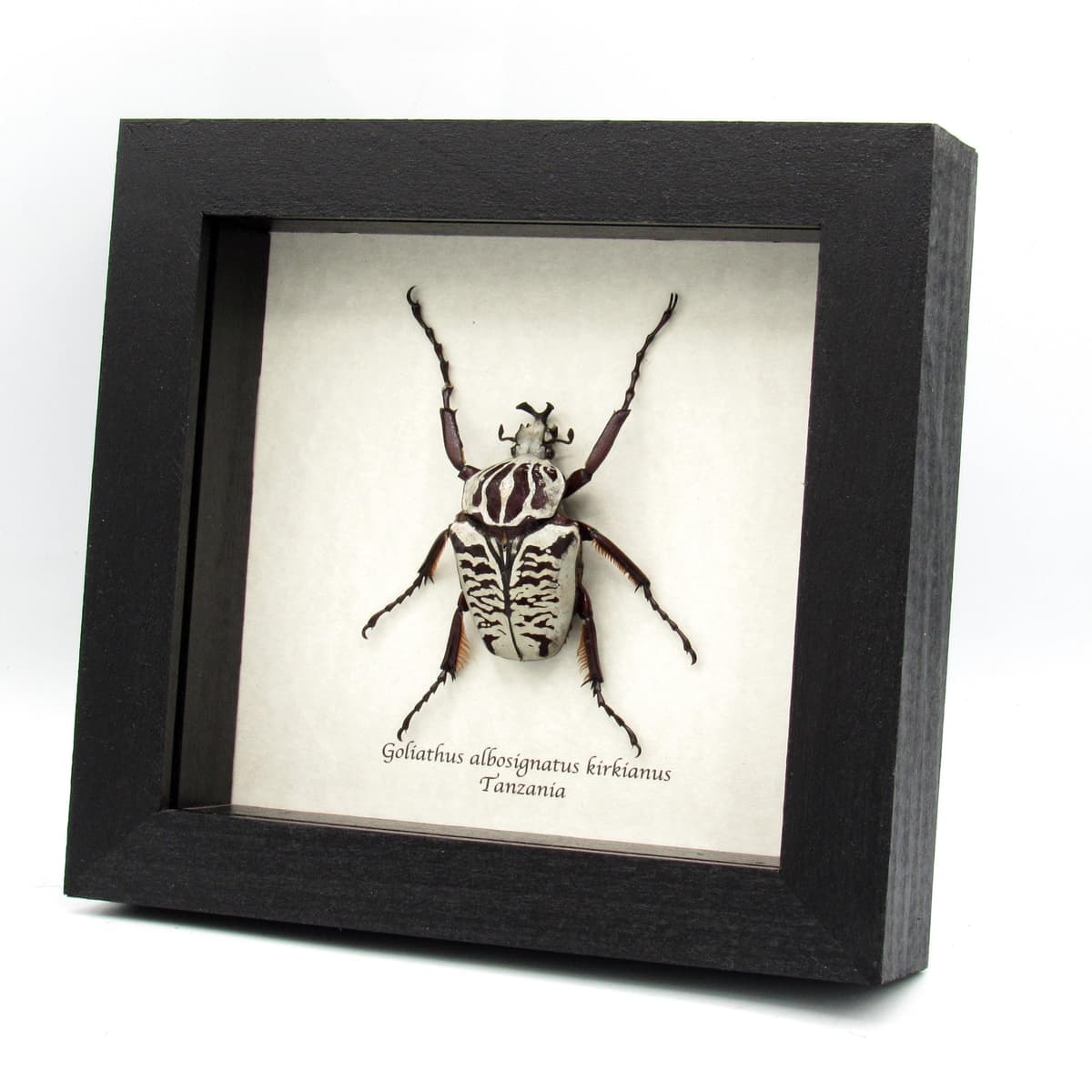 Real large flower beetle framed taxidermy - Goliathus albosignatus kirkianus