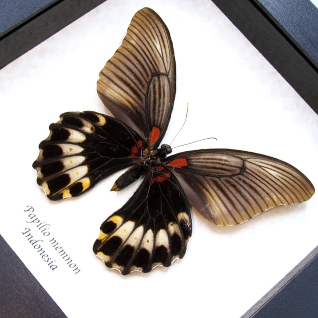 Real Great Mormon butterfly framed taxidermy - Papilio memnon