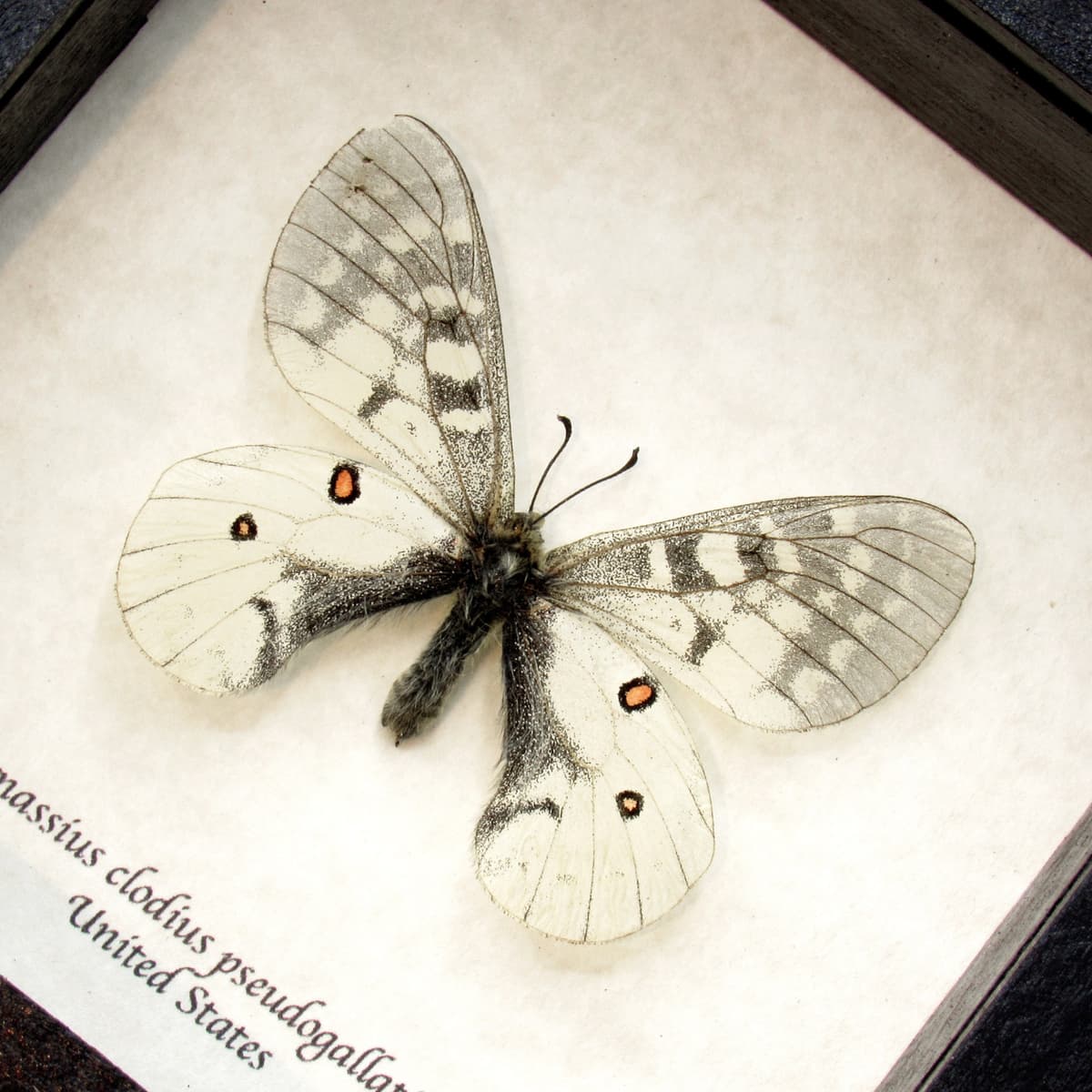 Real White Apollo butterfly framed taxidermy - Parnassius clodius pseudogallatinus