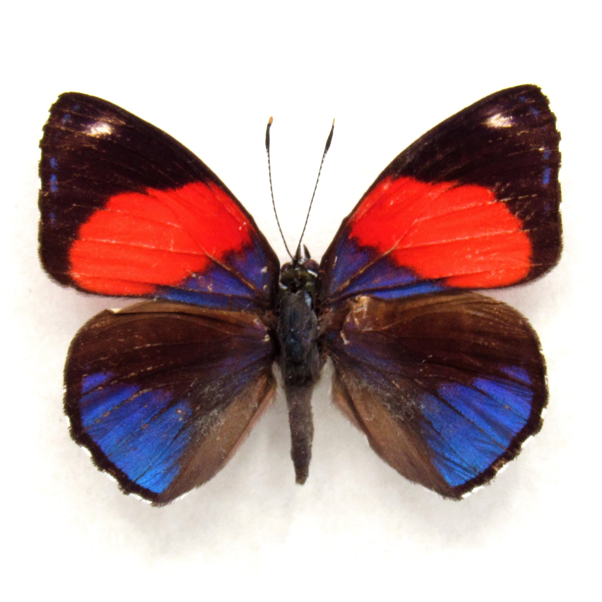 Real purple Hystaspes Eighty Eight framed butterfly taxidermy - Callicore hystaspes