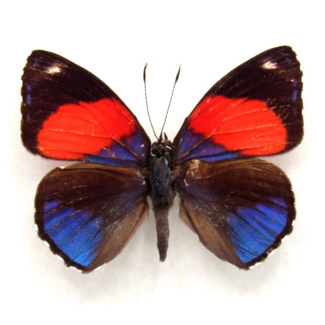 Real purple Hystaspes Eighty Eight framed butterfly taxidermy - Callicore hystaspes