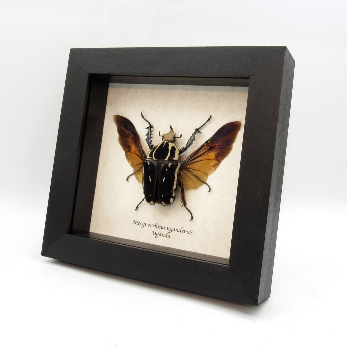 Rare deep purple/black Scarab beetle framed taxidermy - Mecynorrhina ugandensis