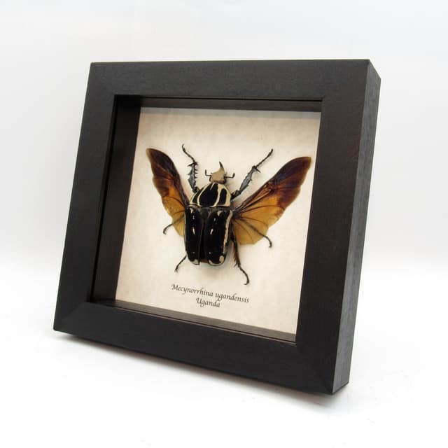 Rare deep purple/black Scarab beetle framed taxidermy - Mecynorrhina ugandensis