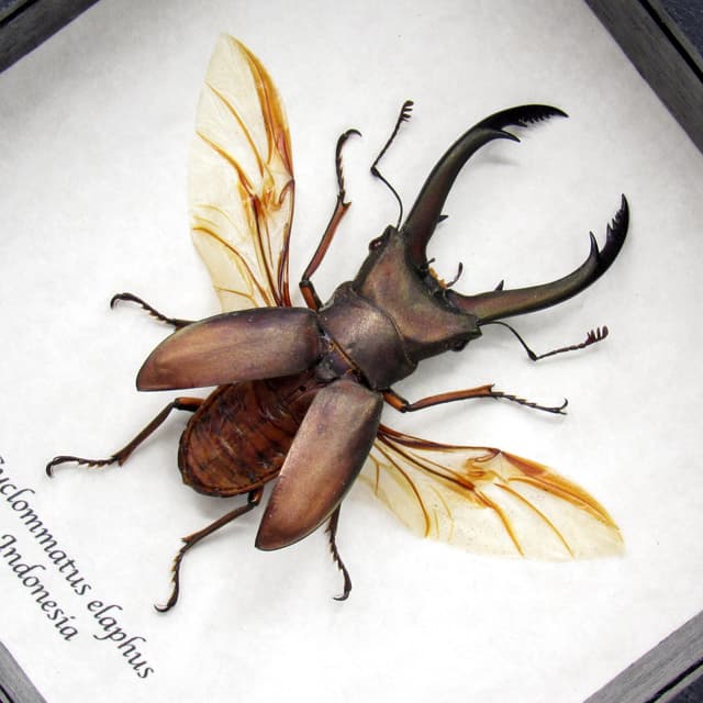 Real giant Stag beetle framed taxidermy - Cyclommatus elaphus