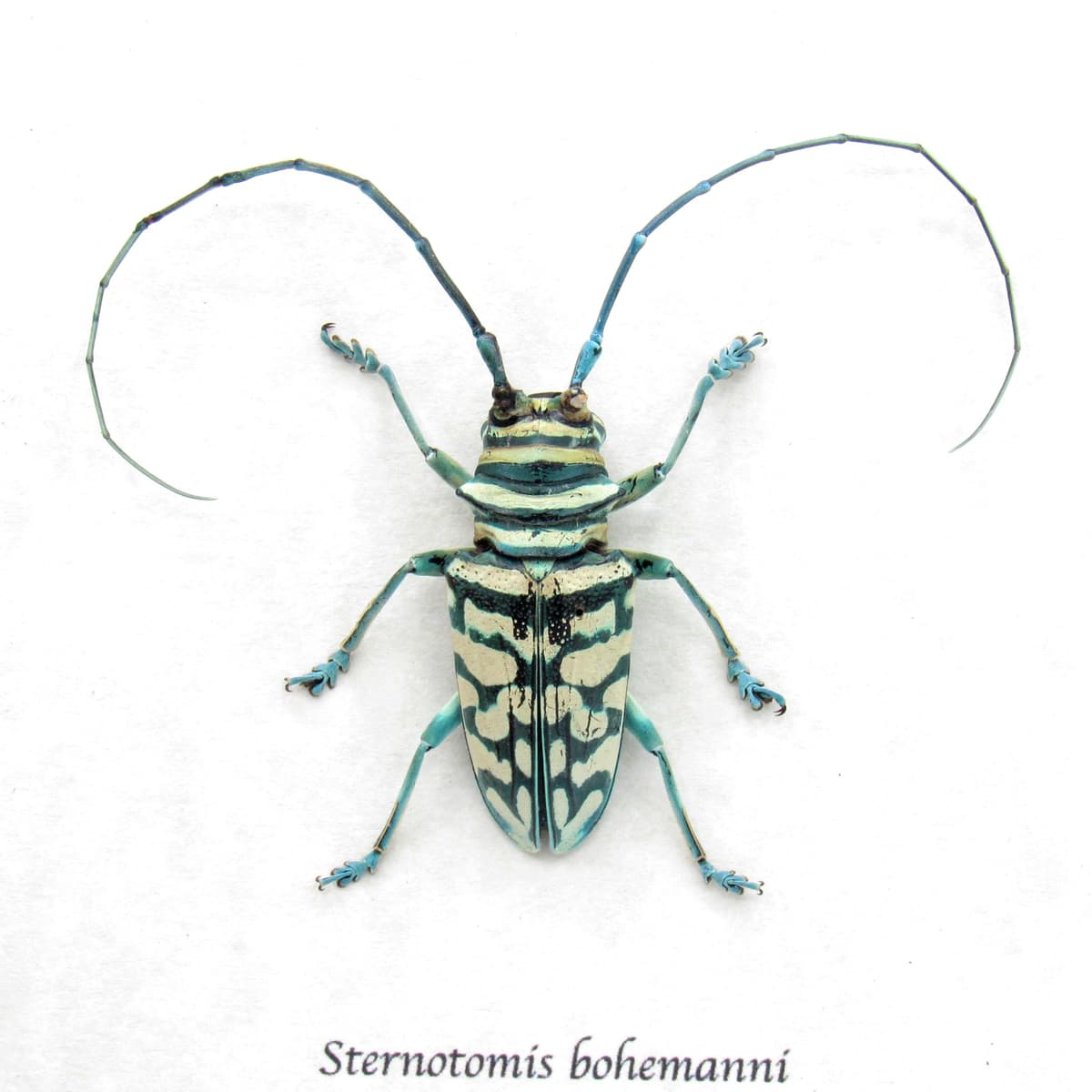 Real framed iridescent blue Longhorn beetle taxidermy - Sternotomis bohemanni