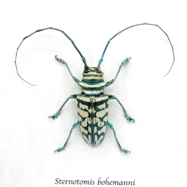 Real framed iridescent blue Longhorn beetle taxidermy - Sternotomis bohemanni