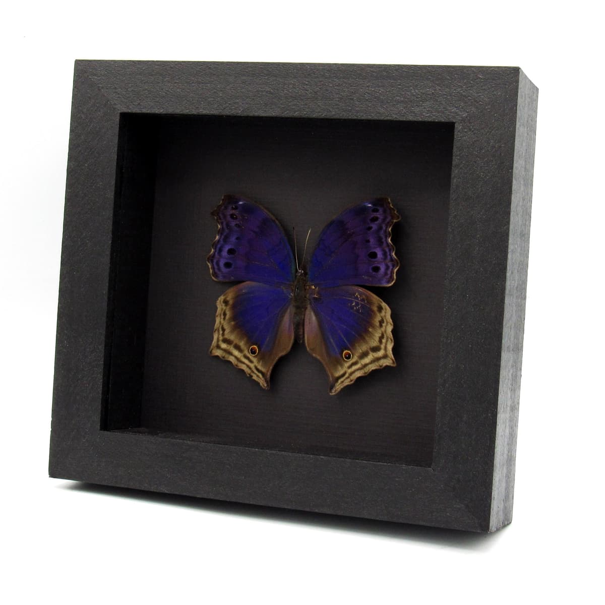 Real Blue Mother of Pearl butterfly framed taxidermy - Protogoniomorpha temora