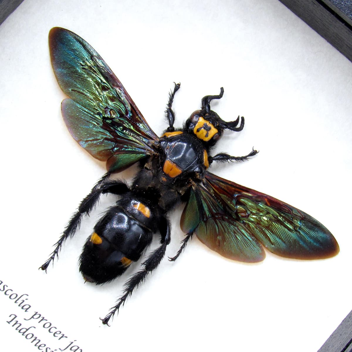 Giant XL wasp framed taxidermy - Megascolia procer javenensis - female