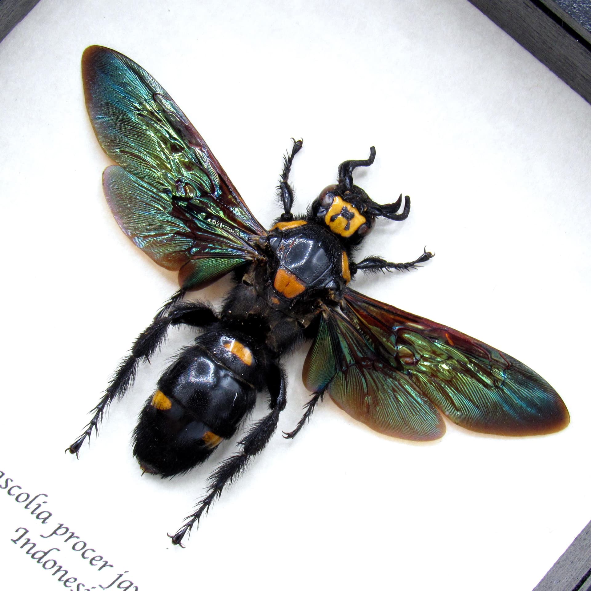 Giant XL wasp framed taxidermy - Megascolia procer javenensis - female