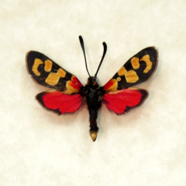 Real tiny red Burnet moth framed taxidermy - Zygaena cocandica