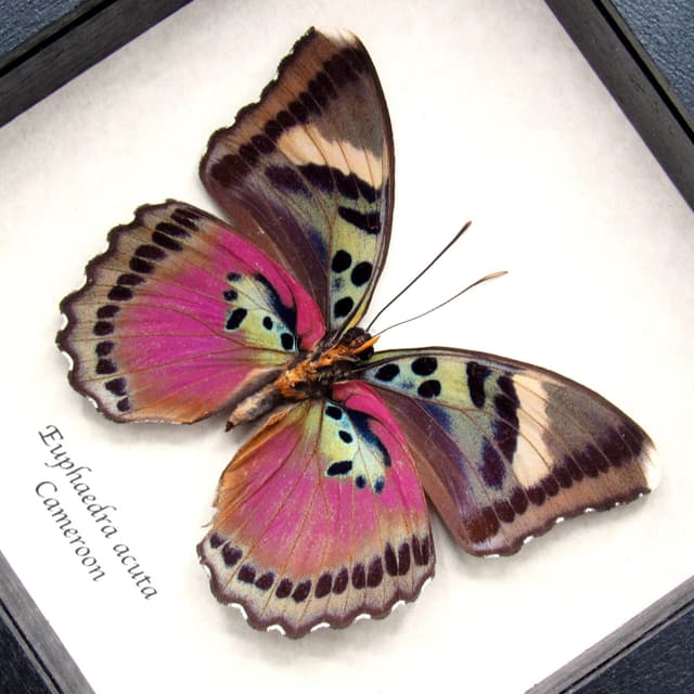 Real Pink forester butterfly framed taxidermy - Euphaedra acuta - large female