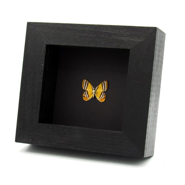 Real tiny orange Metalmark butterfly framed taxidermy - Euselasia eutaea