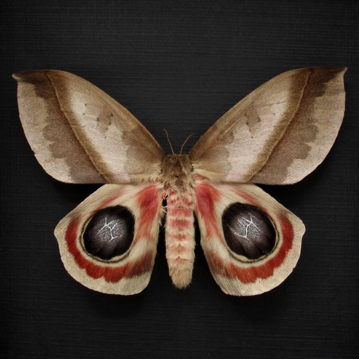 Real Giant Saturn moth framed taxidermy - Automeris metzli - female