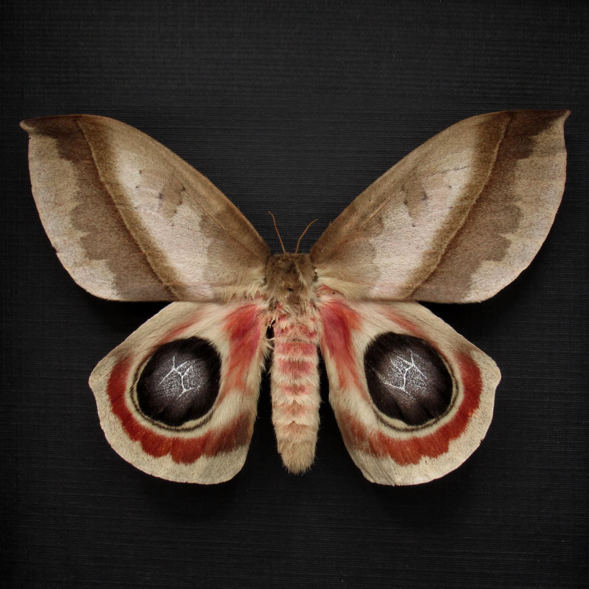 Real Giant Saturn moth framed taxidermy - Automeris metzli - female