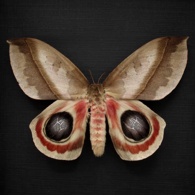 Real Giant Saturn moth framed taxidermy - Automeris metzli - female