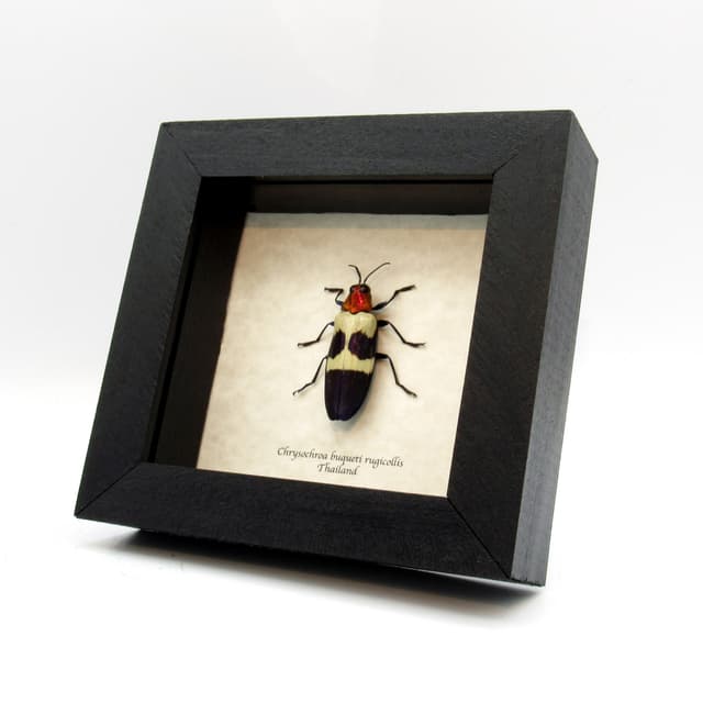 Real metallic purple beetle framed taxidermy - Chrysochroa buqueti rugicollis