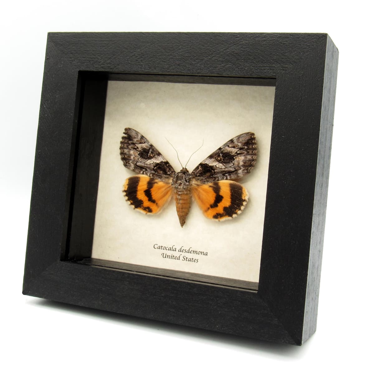 Real yellow Underwing moth framed taxidermy - Catocala desdemona