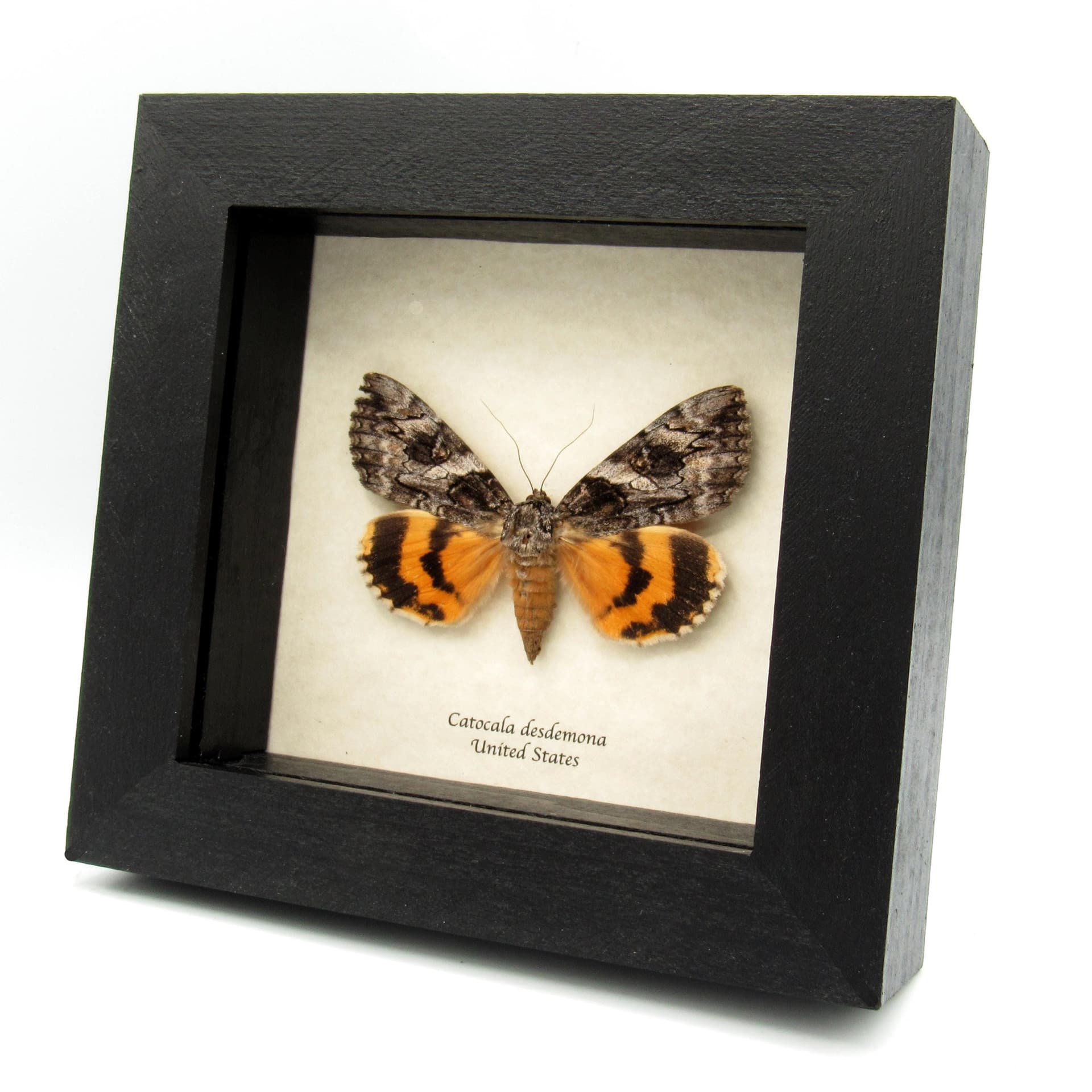Real yellow Underwing moth framed taxidermy - Catocala desdemona