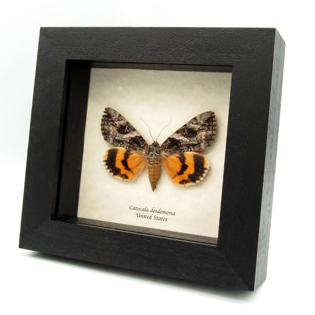Real yellow Underwing moth framed taxidermy - Catocala desdemona