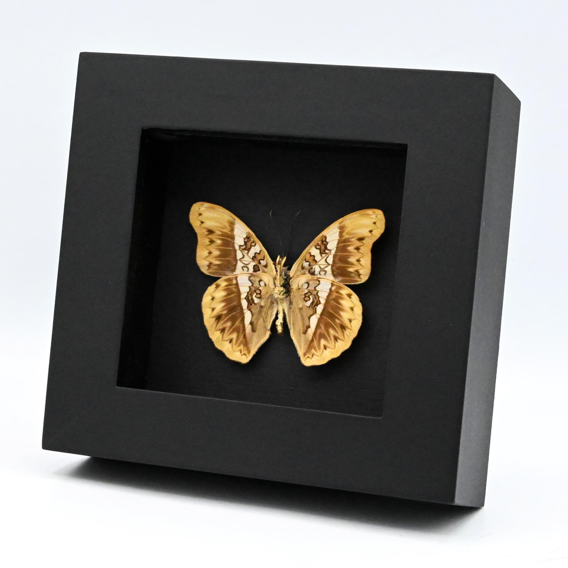 Real Herminia Glider butterfly framed taxidermy - Cymothoe herminia