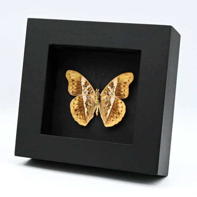 Real Herminia Glider butterfly framed taxidermy - Cymothoe herminia