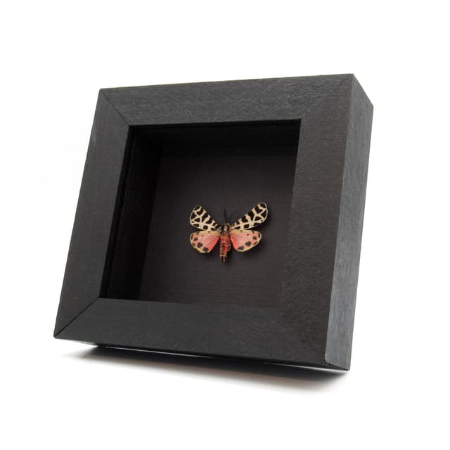 Rare pink Tiger moth framed taxidermy - Grammia incorrupta