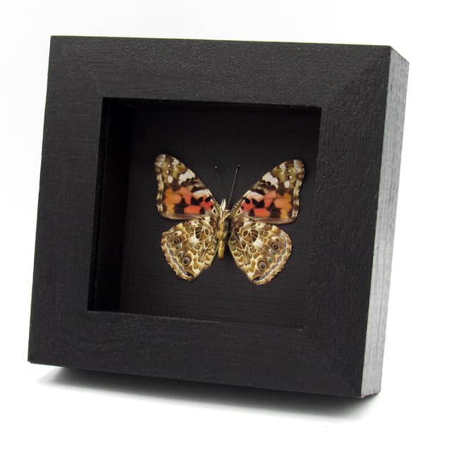 Real Painted Lady butterfly framed taxidermy - Vanessa cardui