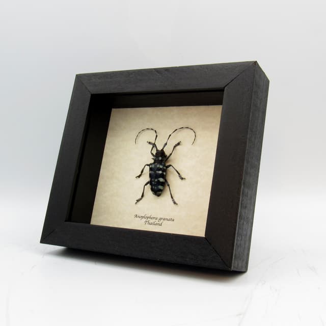Real blue Longhorn beetle framed taxidermy - Anoplophora granata