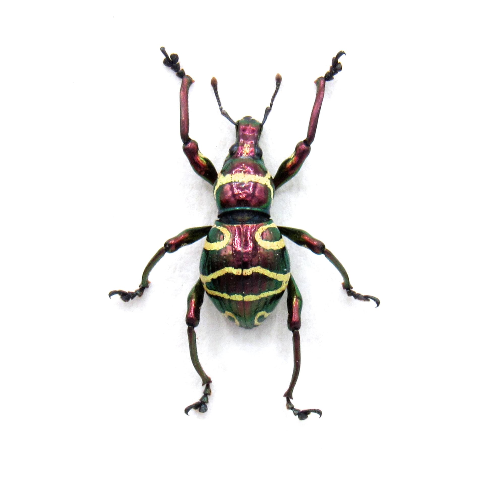 Real red weevil beetle framed specimen - Pachyrhynchus tadauchii