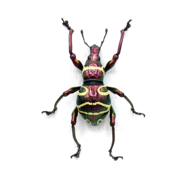 Real red weevil beetle framed specimen - Pachyrhynchus tadauchii