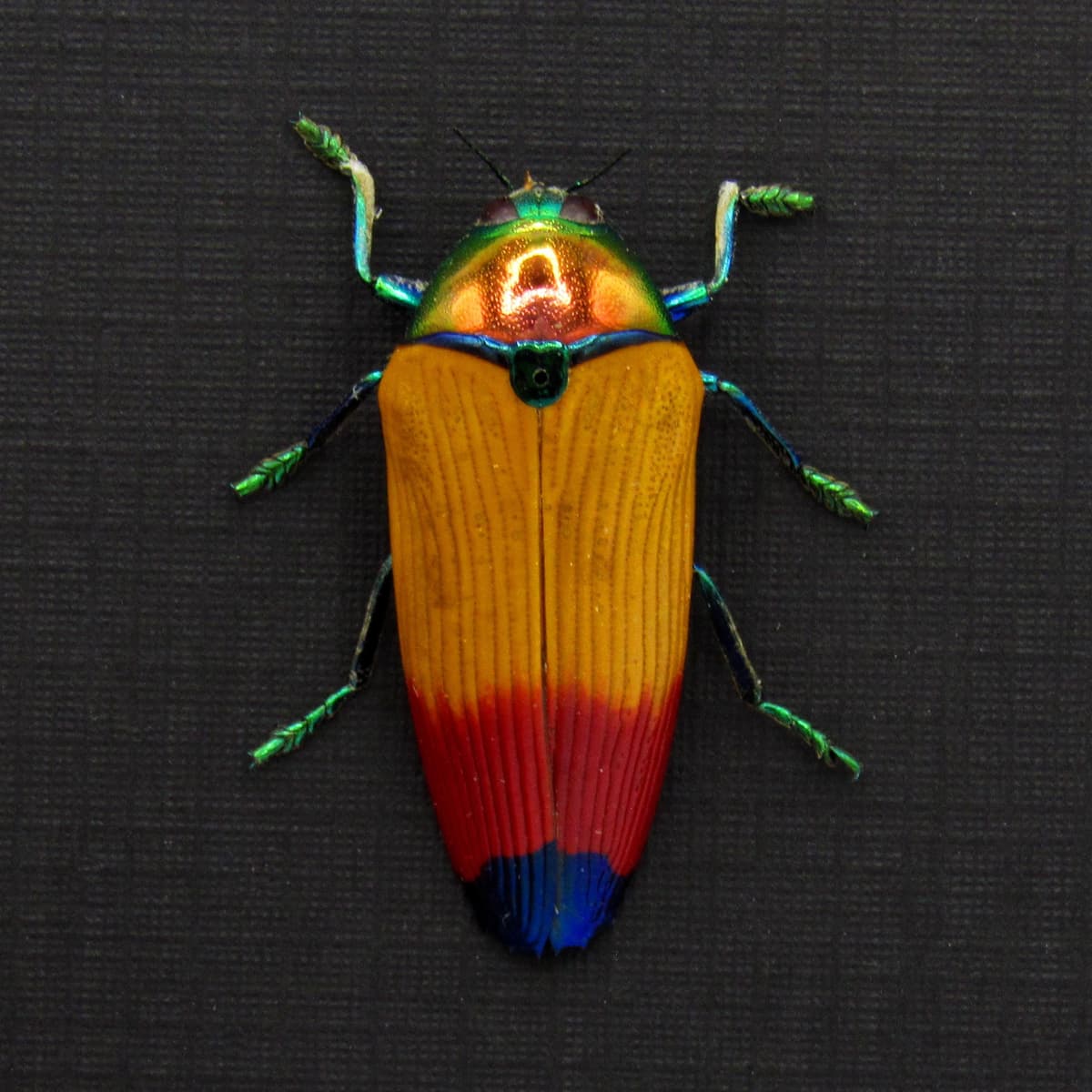 Real Rainbow beetle framed taxidermy - Metaxymorpha apicalis
