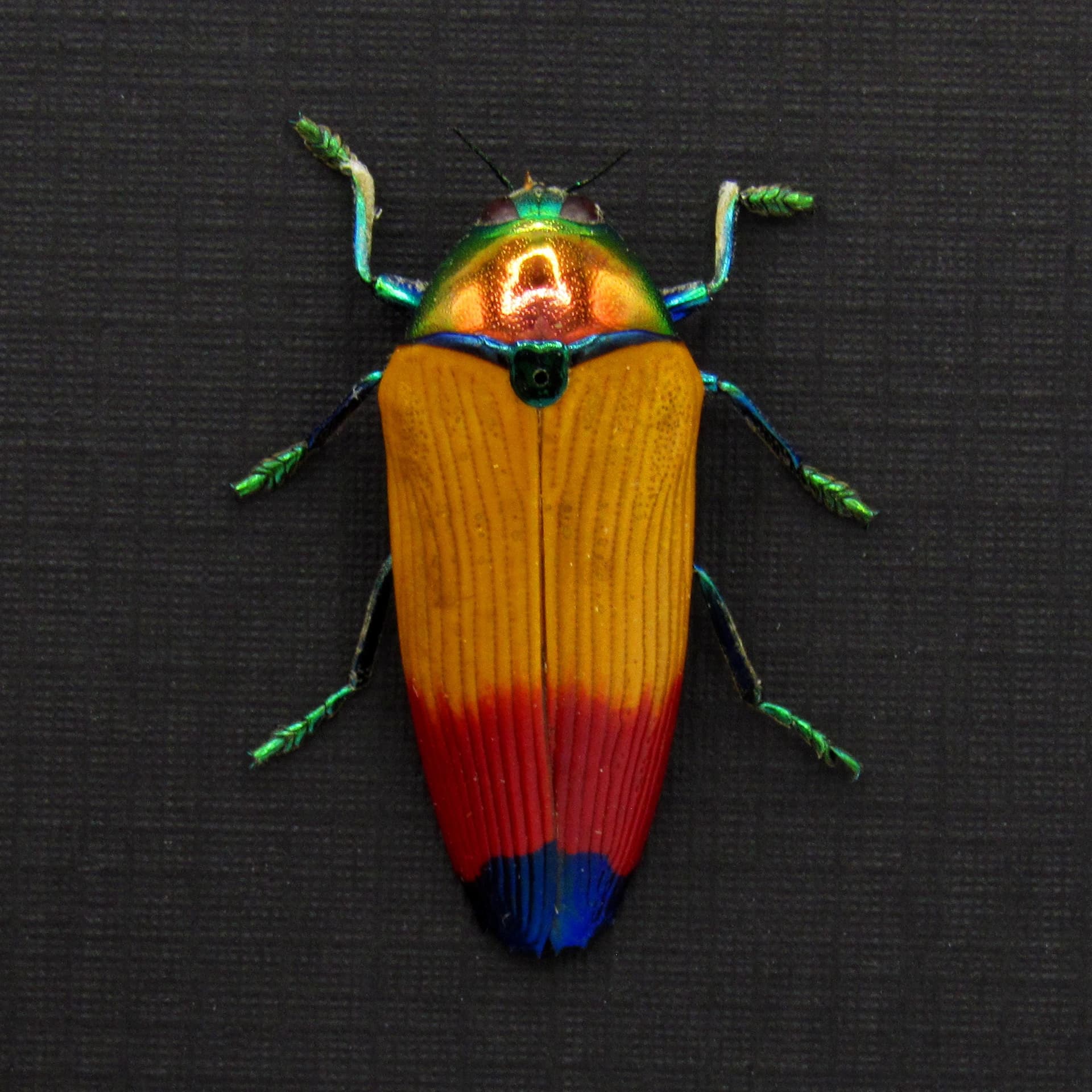 Real Rainbow beetle framed taxidermy - Metaxymorpha apicalis