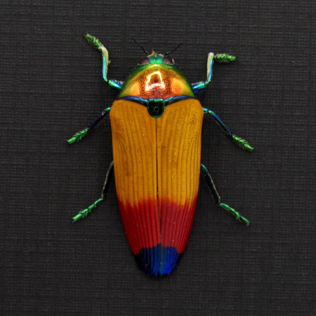 Real Rainbow beetle framed taxidermy - Metaxymorpha apicalis