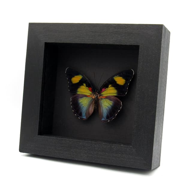 Rare Forester butterfly framed taxidermy - Euphaedra janetta - large female