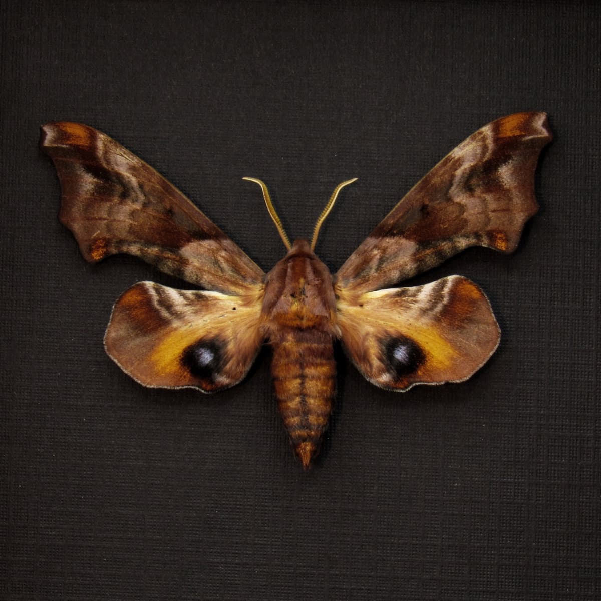 Real Small-eyed Sphinx moth framed taxidermy - Paonias myops