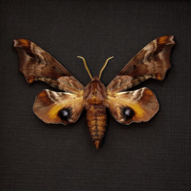 Real Small-eyed Sphinx moth framed taxidermy - Paonias myops