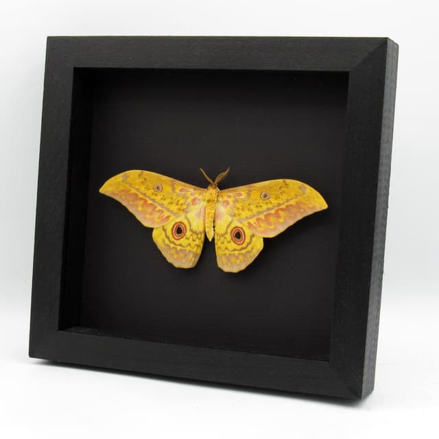 Very large real Aratus Silkmoth framed taxidermy - Aurivillius aratus - Victorian mount