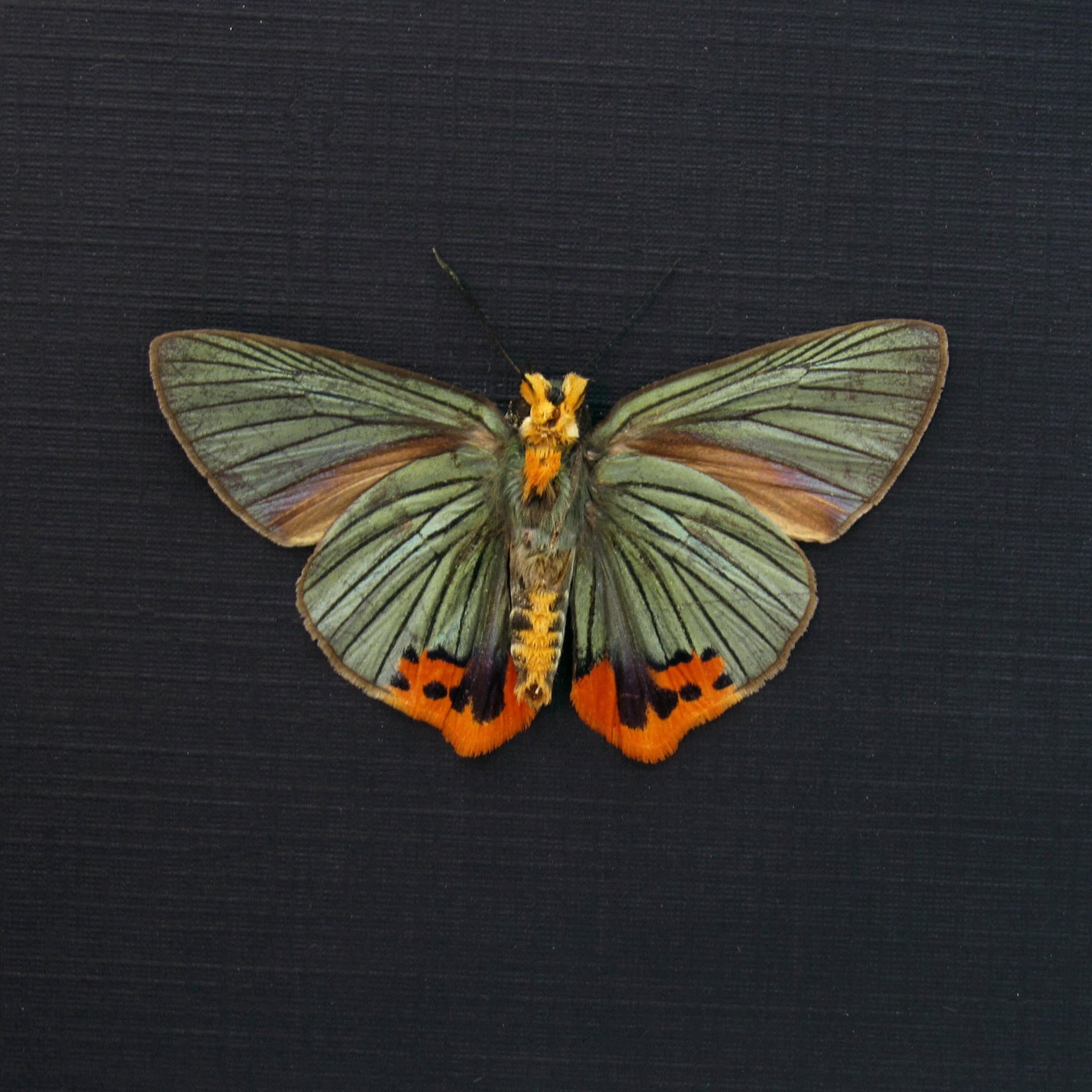 Real large metallic green Skipper butterfly framed taxidermy - Choaspes benjaminii - Victorian mount