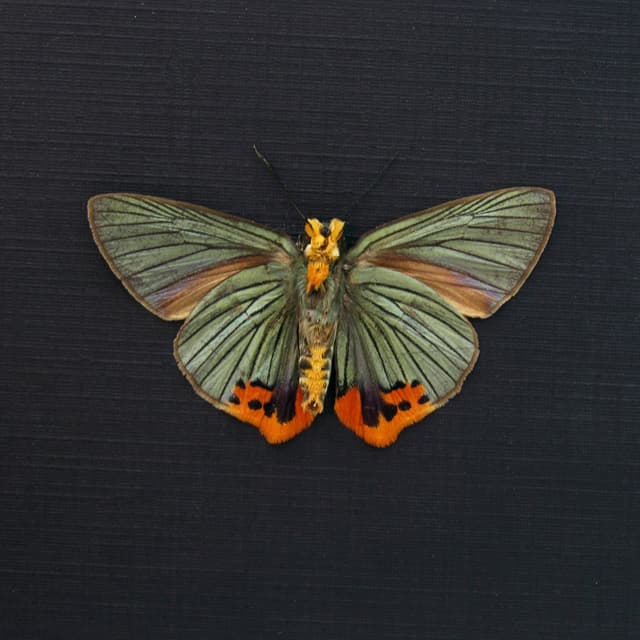 Real large metallic green Skipper butterfly framed taxidermy - Choaspes benjaminii - Victorian mount