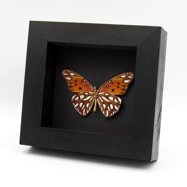 Real metallic silver Gulf Fritillary butterfly framed taxidermy - Agraulis vanillae