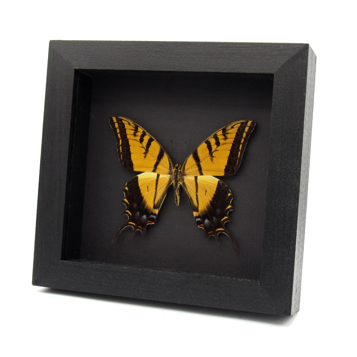 Real Two-Tailed Swallowtail framed taxidermy - Papilio multicaudata
