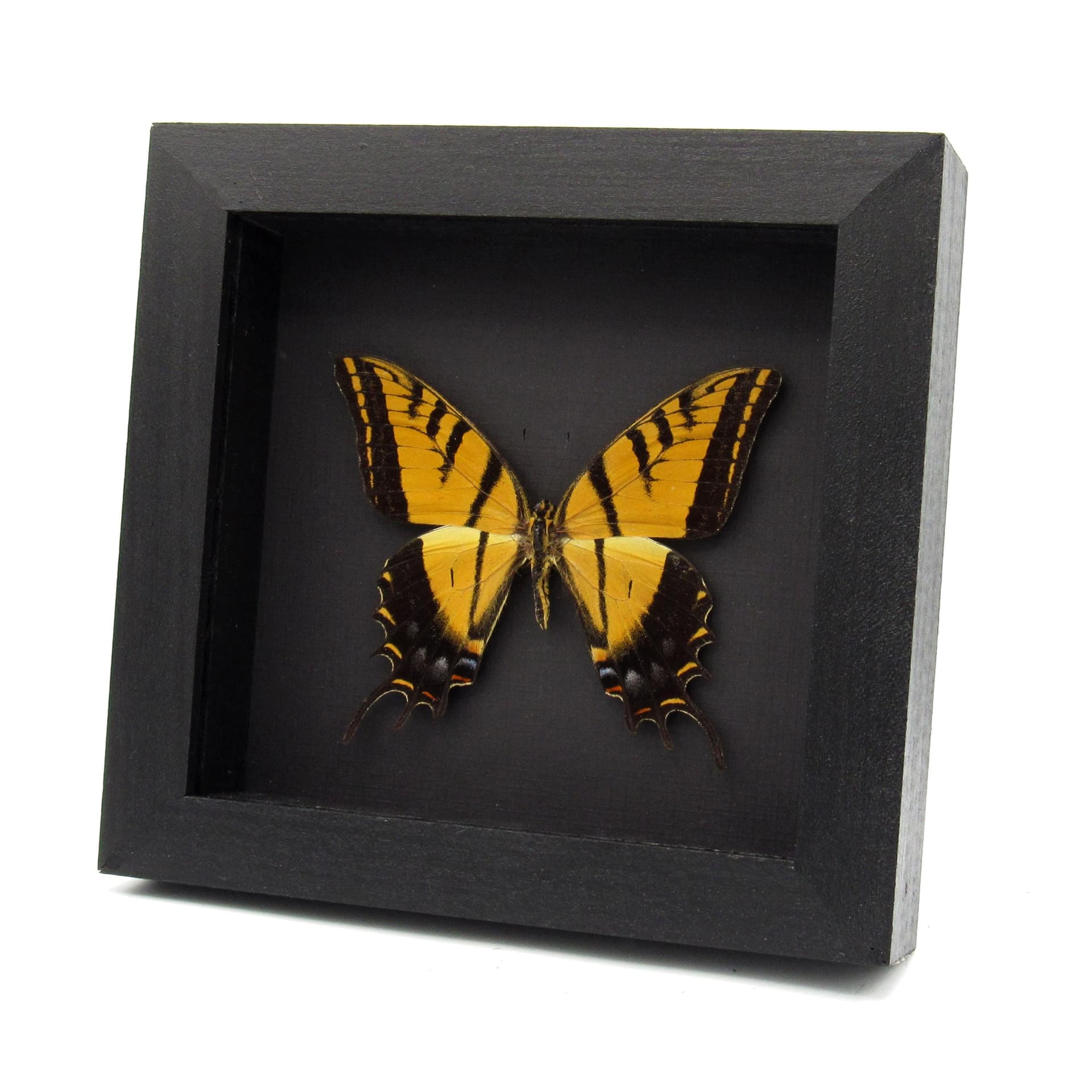 Real Two-Tailed Swallowtail framed taxidermy - Papilio multicaudata