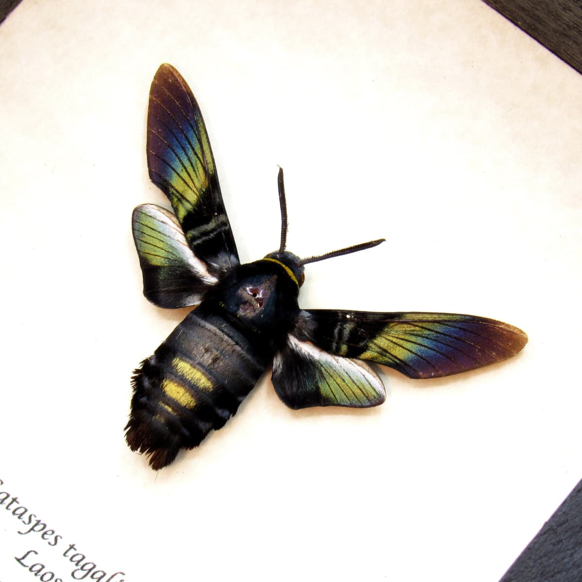Rare Brilliant Carpenter-bee Hawkmoth framed taxidermy - Sataspes tagalica