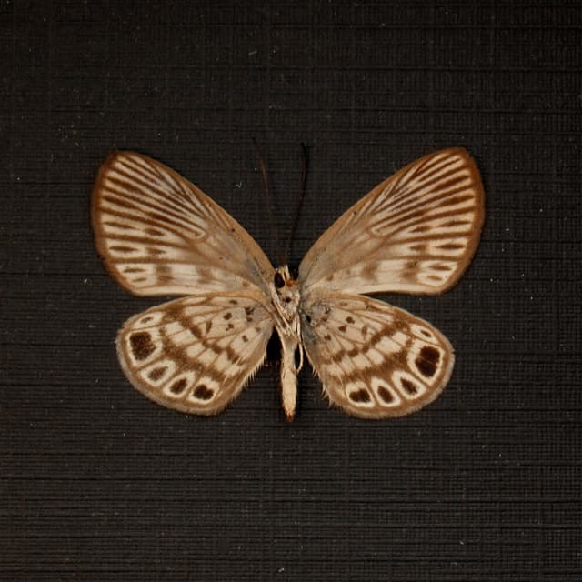 Very tiny real Metalmark butterfly framed taxidermy - Alesa amesis